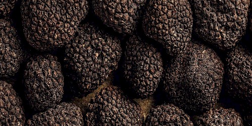 Tartufo: 10 cose da sapere sul fungo più prelibato al mondo